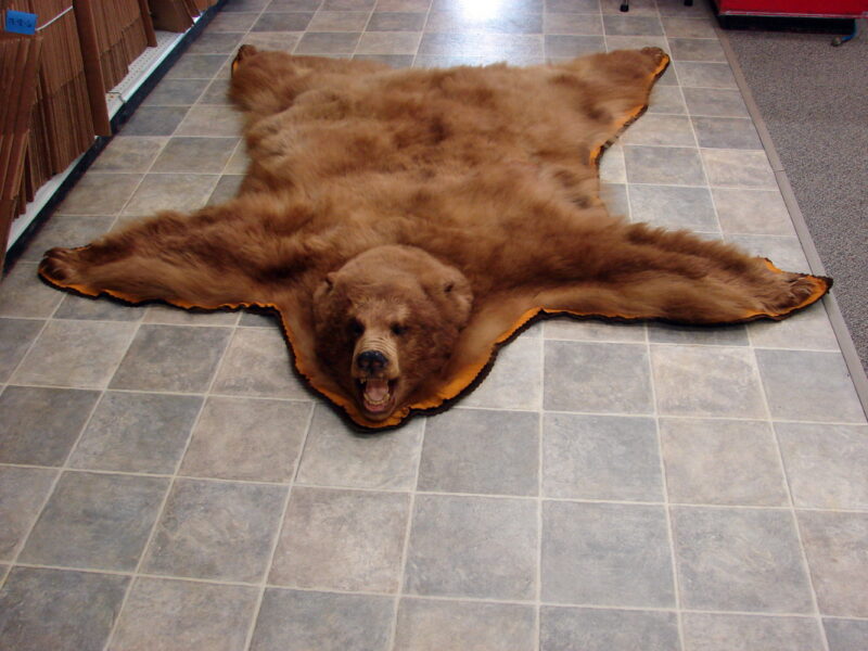 Massive Cinnamon Phase Black Bear Rug Taxidermy Hide Pelt Fur, Moose-R-Us.Com Antiques Collectibles Log Cabin Decor