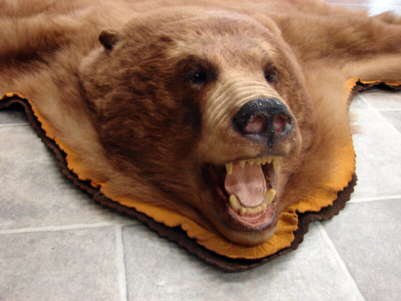 Massive Cinnamon Phase Black Bear Rug Taxidermy Hide Pelt Fur, Moose-R-Us.Com Antiques Collectibles Log Cabin Decor
