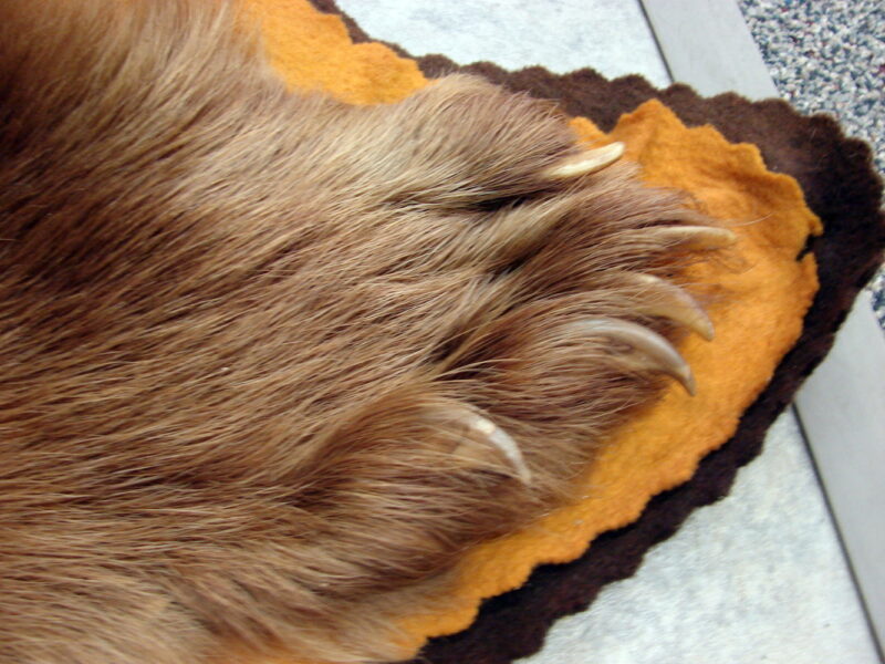 Massive Cinnamon Phase Black Bear Rug Taxidermy Hide Pelt Fur, Moose-R-Us.Com Antiques Collectibles Log Cabin Decor