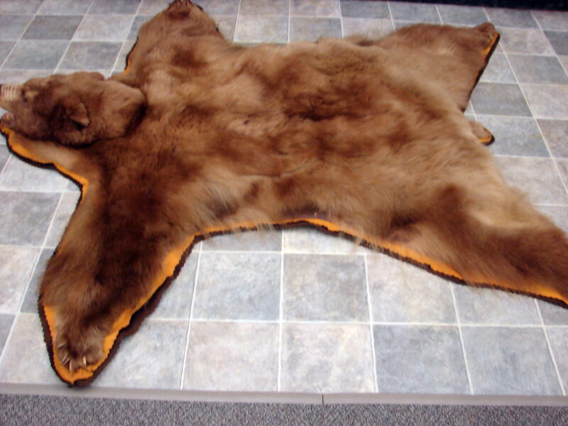 Massive Cinnamon Phase Black Bear Rug Taxidermy Hide Pelt Fur, Moose-R-Us.Com Antiques Collectibles Log Cabin Decor
