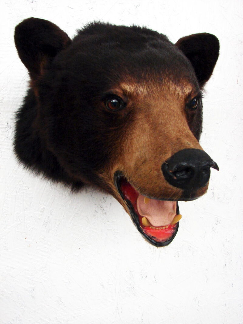 Preowned Real Black Bear Shoulder Mount Taxidermy Wall Hanger, Moose-R-Us.Com Antiques Collectibles Log Cabin Decor
