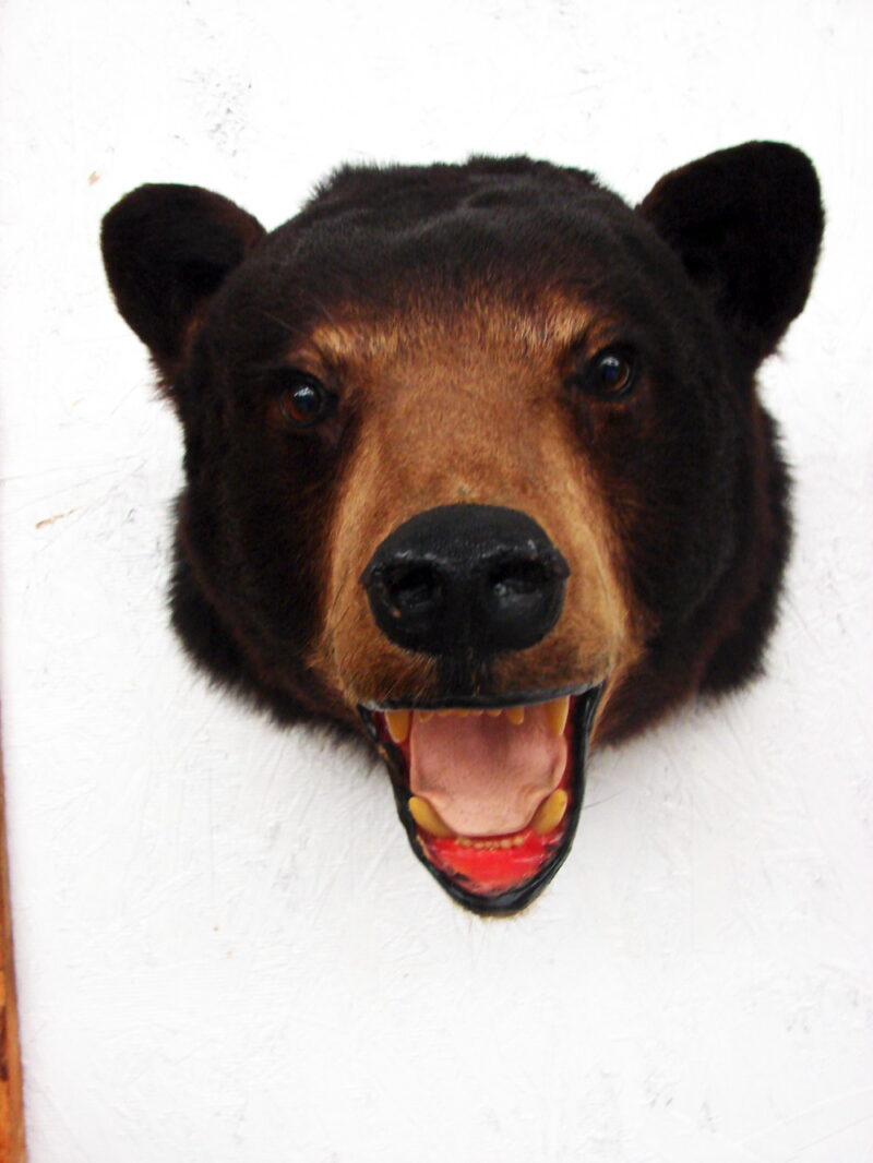 Preowned Real Black Bear Shoulder Mount Taxidermy Wall Hanger, Moose-R-Us.Com Antiques Collectibles Log Cabin Decor