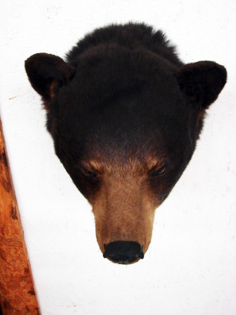 Preowned Real Black Bear Shoulder Mount Taxidermy Wall Hanger, Moose-R-Us.Com Antiques Collectibles Log Cabin Decor