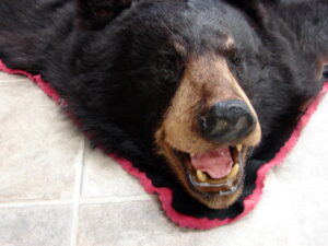Large Preowned Real Black Bear Rug Taxidermy Hide Pelt Fur Rose Red Felt