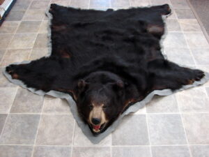 Large Preowned Real Black Bear Rug Taxidermy Hide Pelt Fur Grey Felt