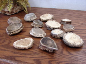 13 Pcs Natural Real Elk Antler Burr Crown Rosettes Almost 5 Pounds for Crafts 3-4"