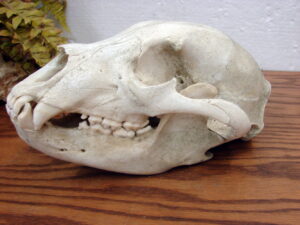 Authentic Real Black Bear Skull For Sale Top and Bottom Broken Teeth