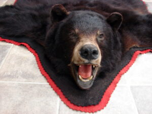 Large Preowned Real Black Bear Rug Taxidermy Hide Pelt Fur Red Black Felt