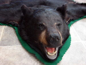 Compact Newer Real Black Bear Rug Taxidermy Hide Pelt Fur Green Padded Felt Open Mouth
