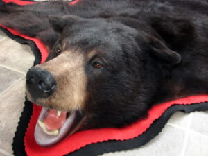 Large Newer Real Black Bear Rug Taxidermy Hide Pelt Fur Red Black Felt Open Mouth