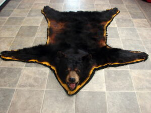 Compact Real Black Bear Rug Taxidermy Hide Pelt Fur Gold Felt Open Mouth