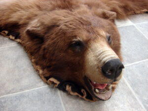 Unique Real Alaskan Black Bear Rug Taxidermy Hide Pelt Long Fur Cinnamon Phase