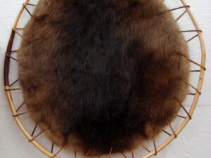 Real Taxidermy Tanned Hooped Small Beaver Pelt on Wood Branch Hoop Wall Hanging