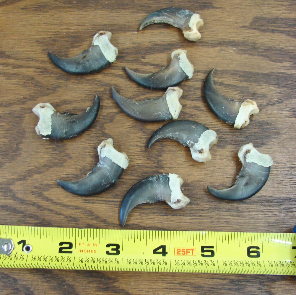 Genuine Real Black Bear Claw with Knuckle for Crafts 1 1/2 - 1 3/4" Natural - Image 2