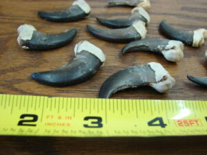 Genuine Real Black Bear Claw with Knuckle for Crafts 1 1/2 - 1 3/4" Natural