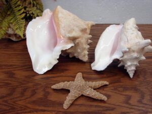 Set/2 Real Seashell Conch Shell 11 x 9" and 8 x 7" Ocean Beach Decor Wedding Crafts Bonus
