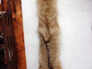 Taxidermy Tanned Coyote Fur Pelt Cased Full Body Brush Wolf
