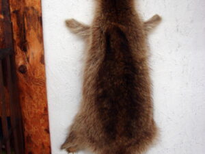 Taxidermy Real Fur Pelt Raccoon Cased Lodge Wall Hanging