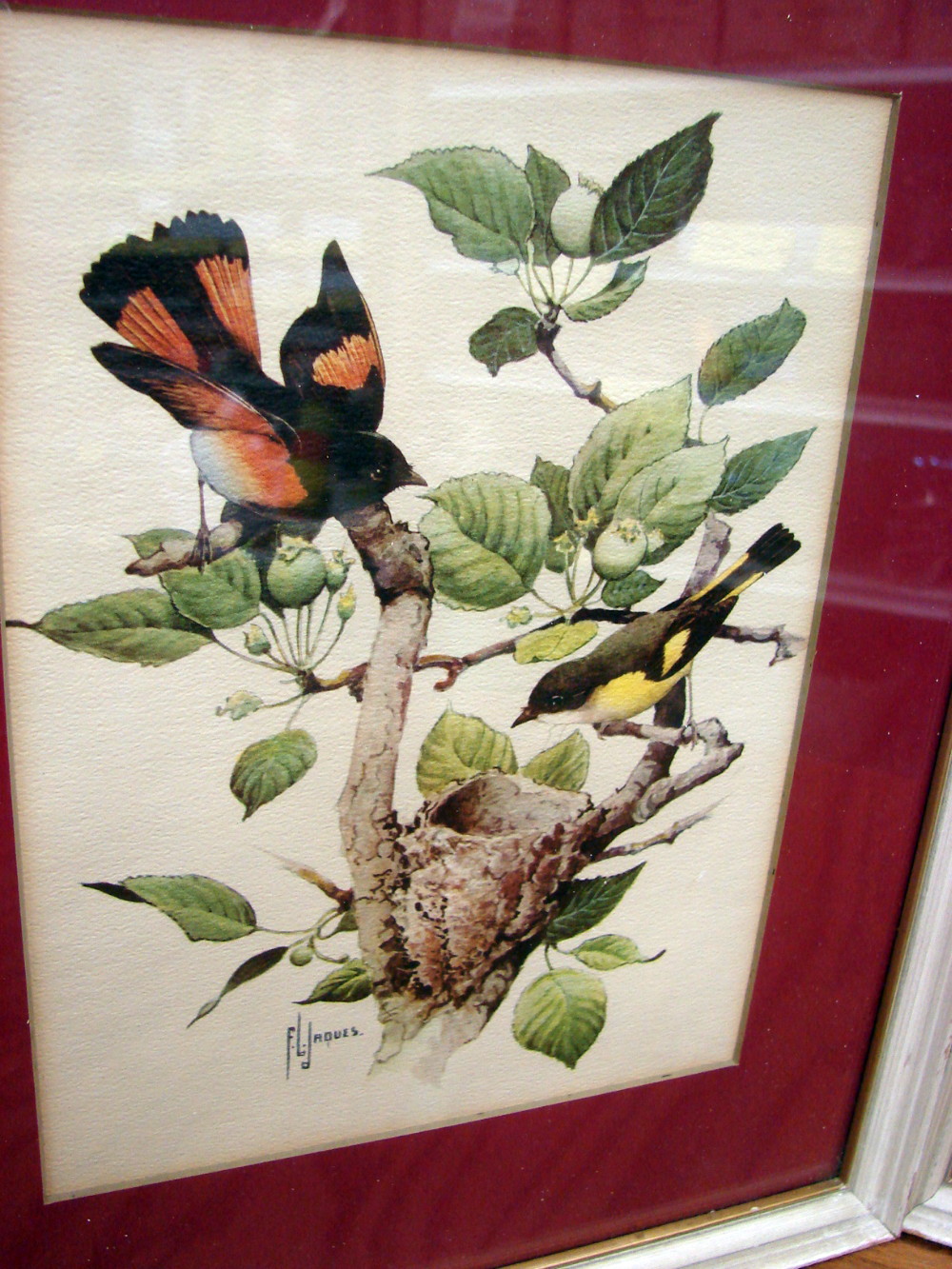 Set/3 Vintage Professional Framed Bird Prints Frances Lee Jaques 1950's Artwork w/ Frames - Image 2