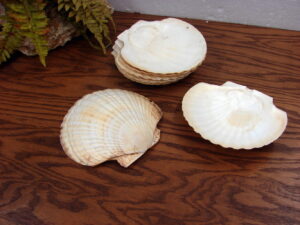 Set/8 Natural Real Scallop Seashell 6" Clam Shells Seafood Serving Bowls Dishes