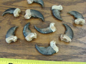 Genuine Real Black Bear Claw with Knuckle for Crafts 1 1/4 - 1 1/2" Natural