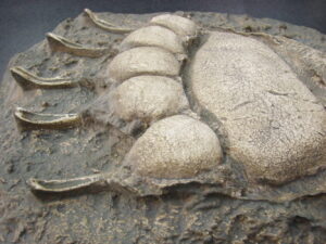 Cast Grizzly Bear Track Wall Hanging Bridger Trading Co. 14 x 11"